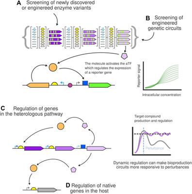 Frontiers | Transcription Factor-based Biosensors For Screening And ...